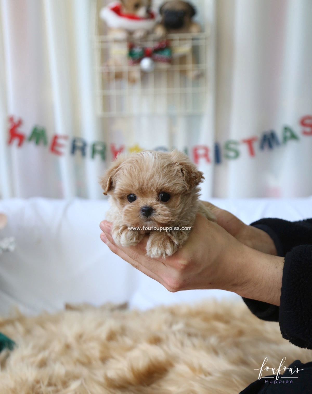 Rudolph - Maltipoo M.