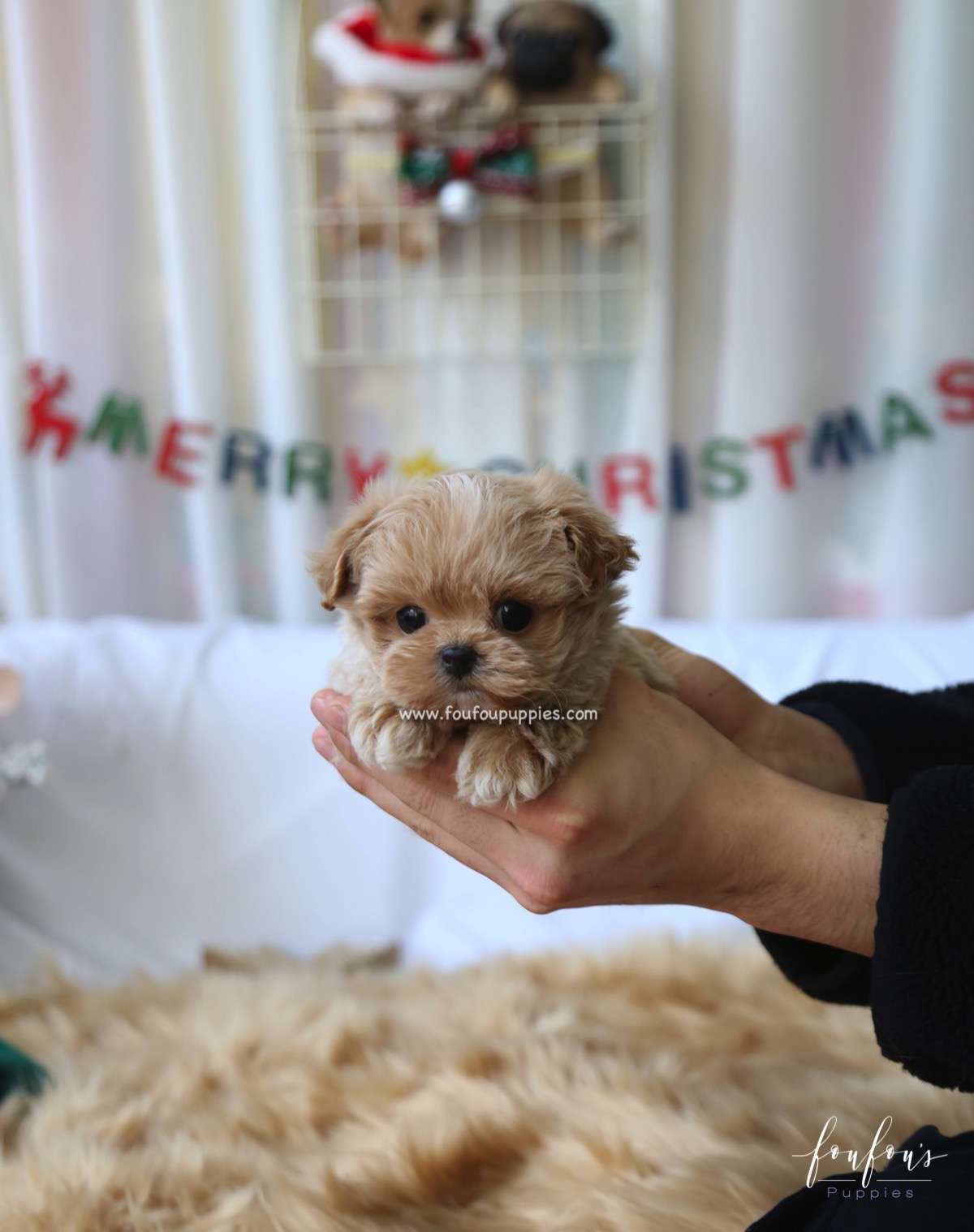 Rudolph - Maltipoo M.