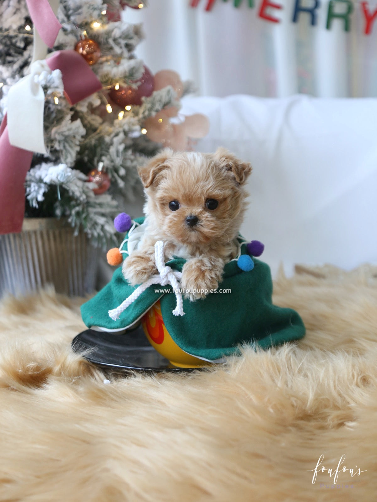 Rudolph - Maltipoo M.