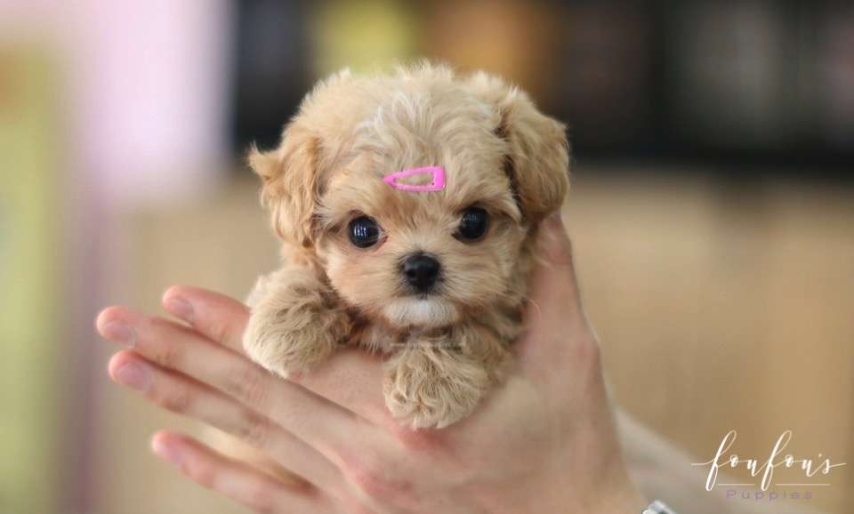 Venice - Maltipoo F.