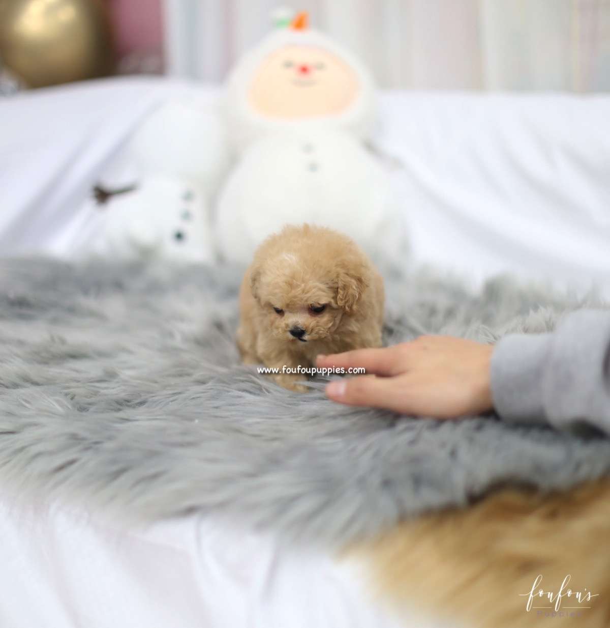 Zoe - Maltipoo F.