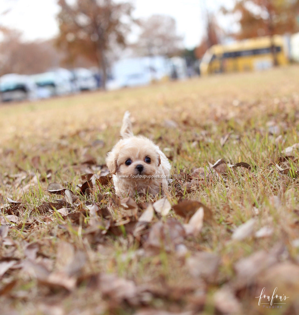 Eden - Maltipoo F.