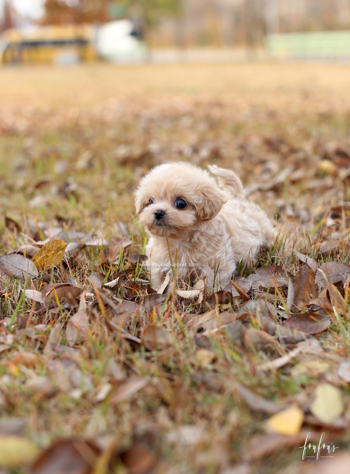 Eden - Maltipoo F.