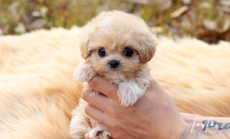 Eden - Maltipoo F.