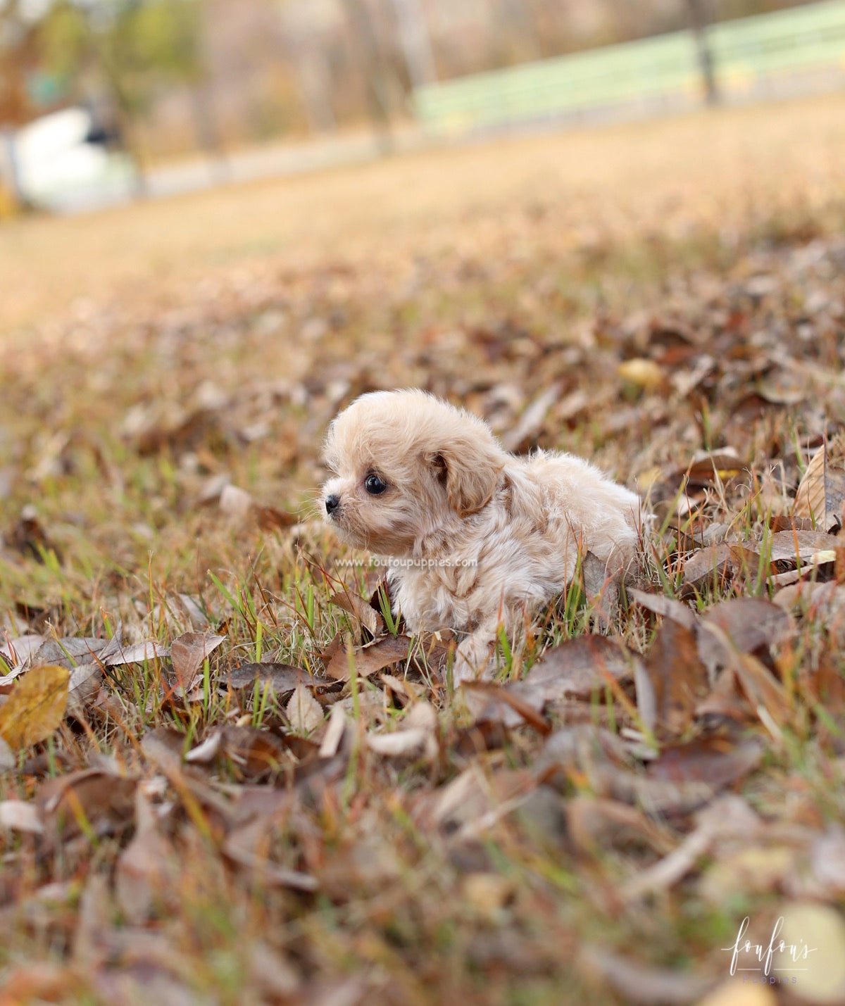 Eden - Maltipoo F.