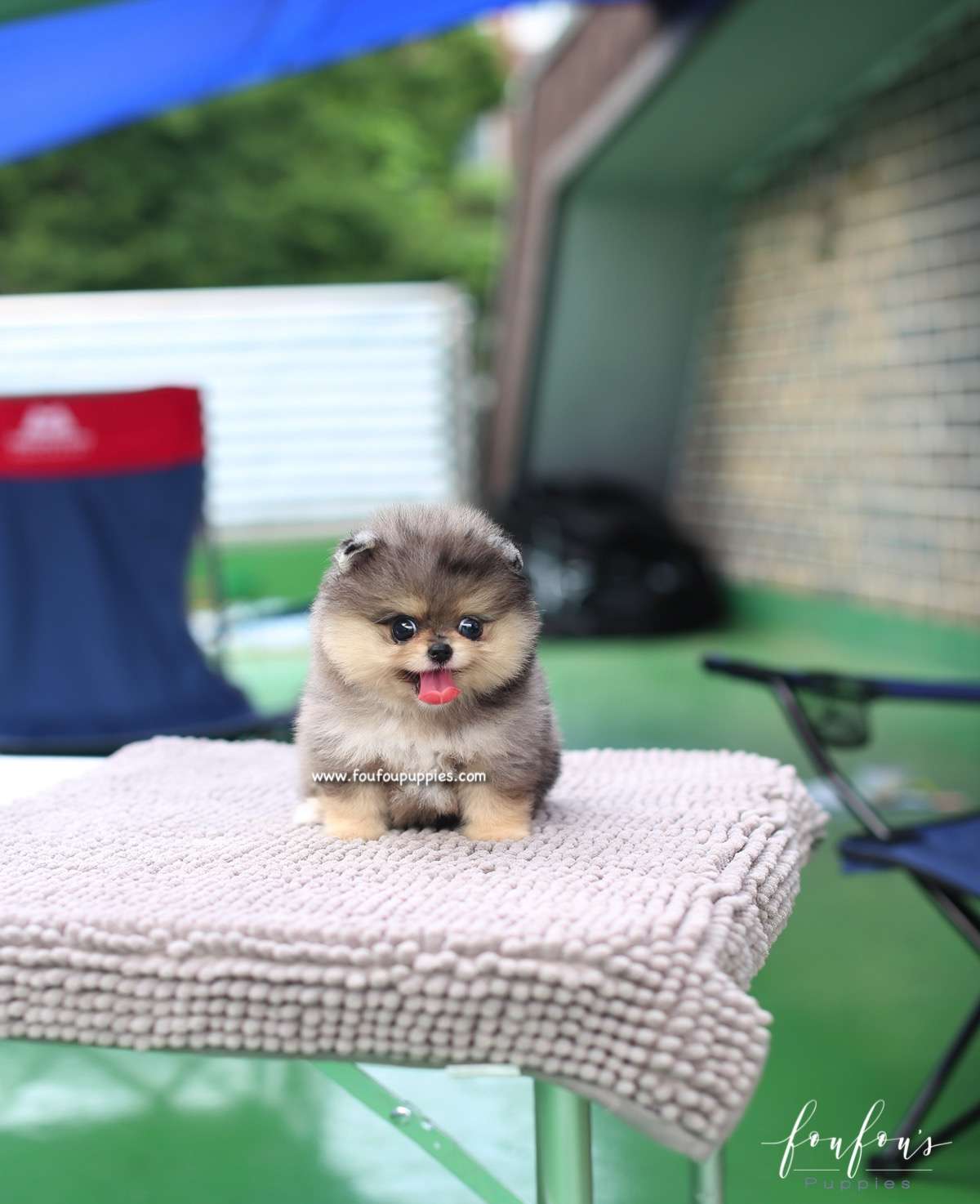 Marbles - Pomeranian F.