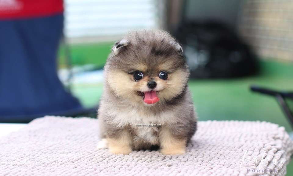 Marbles - Pomeranian F.