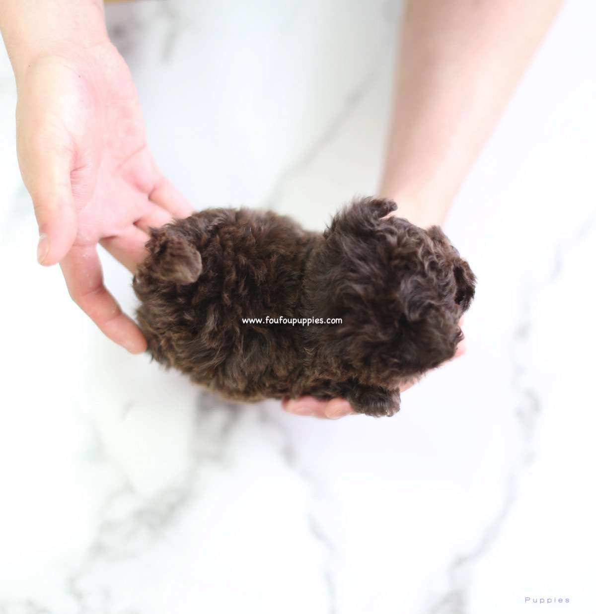 Capo - Poodle M.