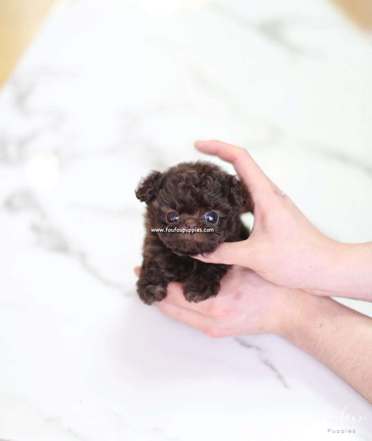 Capo - Poodle M.
