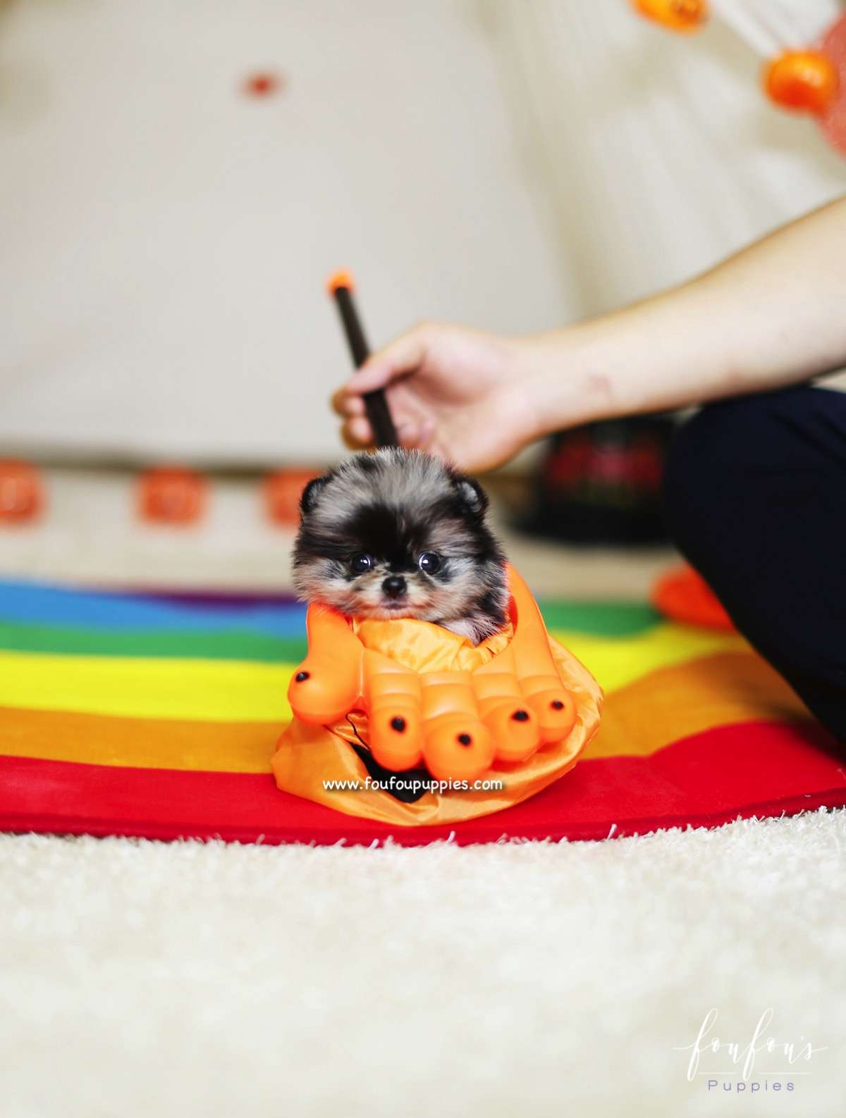Boogie - Pomeranian F.