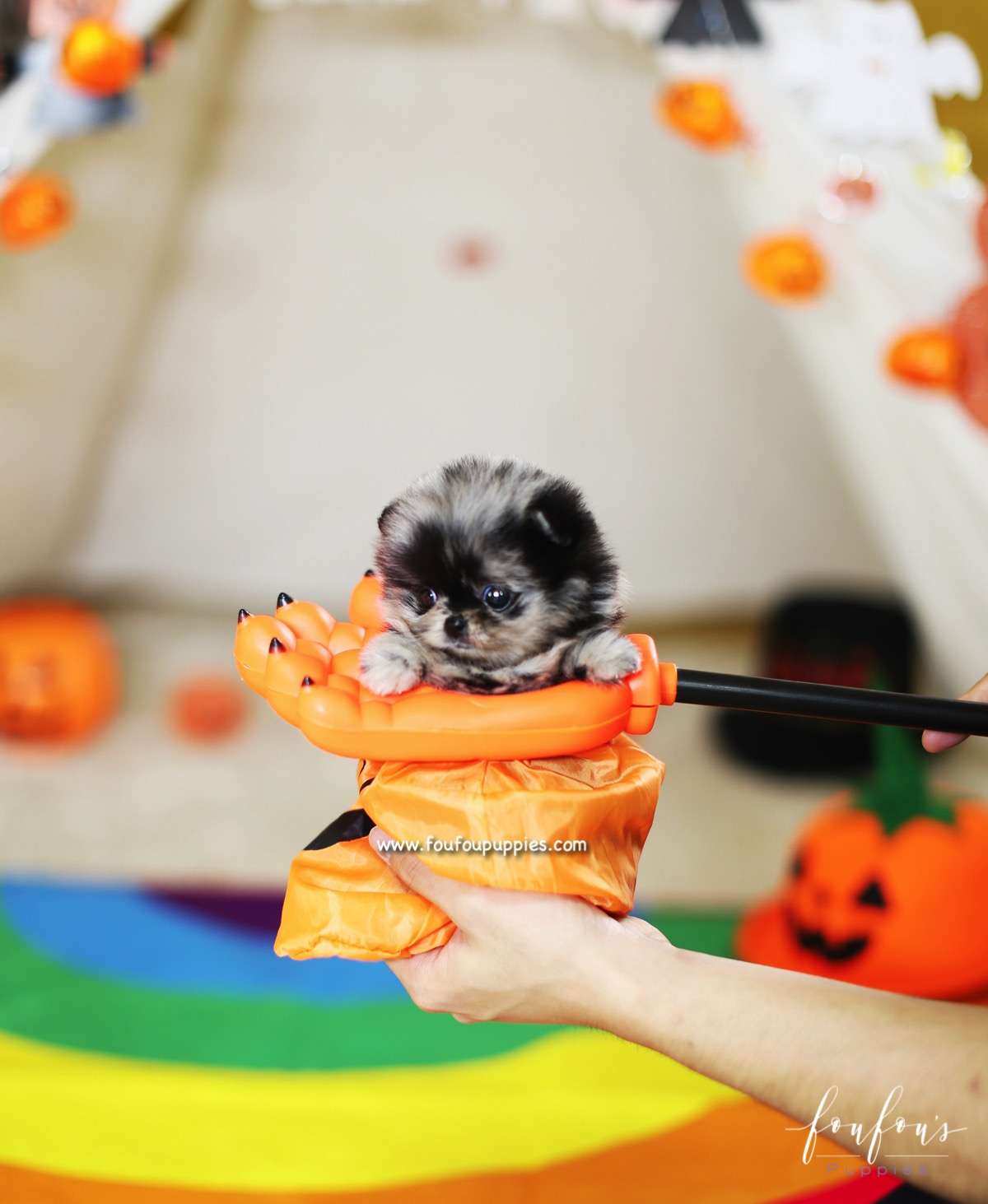 Boogie - Pomeranian F.