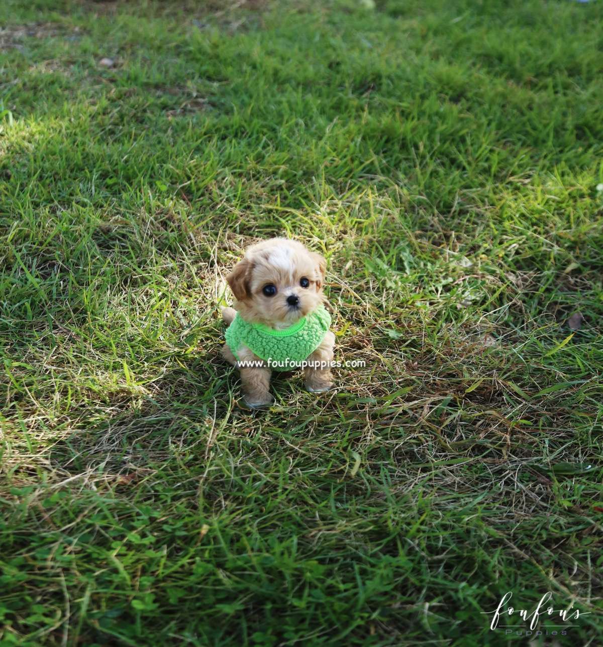 Marilyn - Maltipoo F.