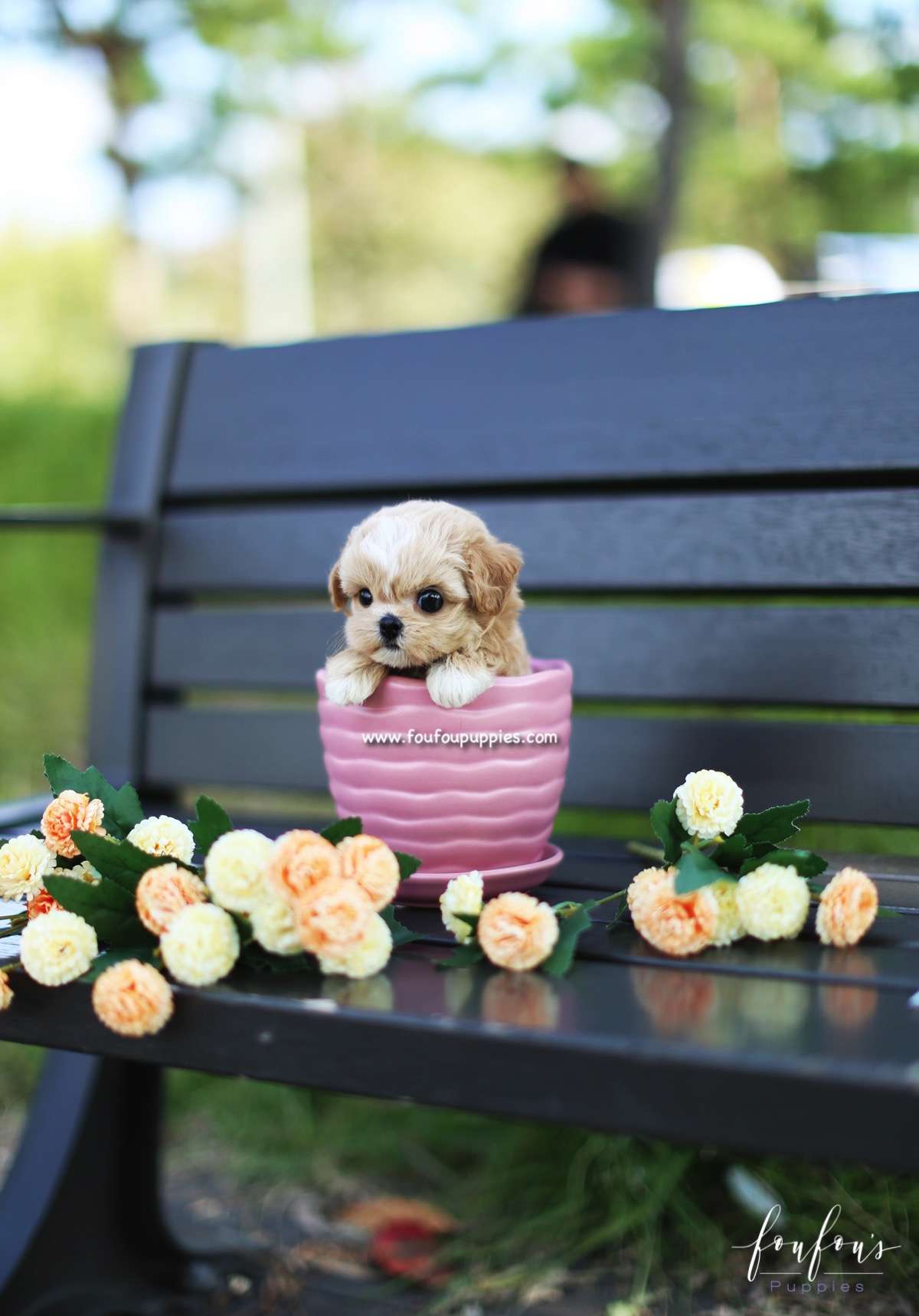 Marilyn - Maltipoo F.