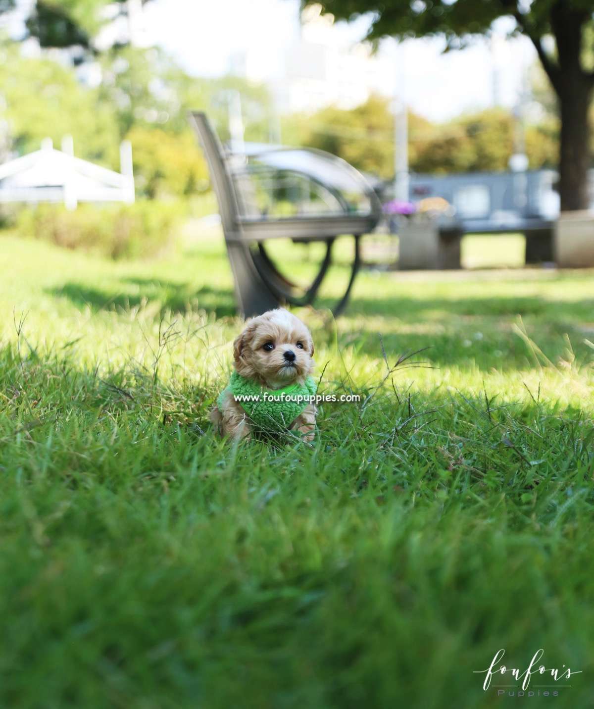 Marilyn - Maltipoo F.