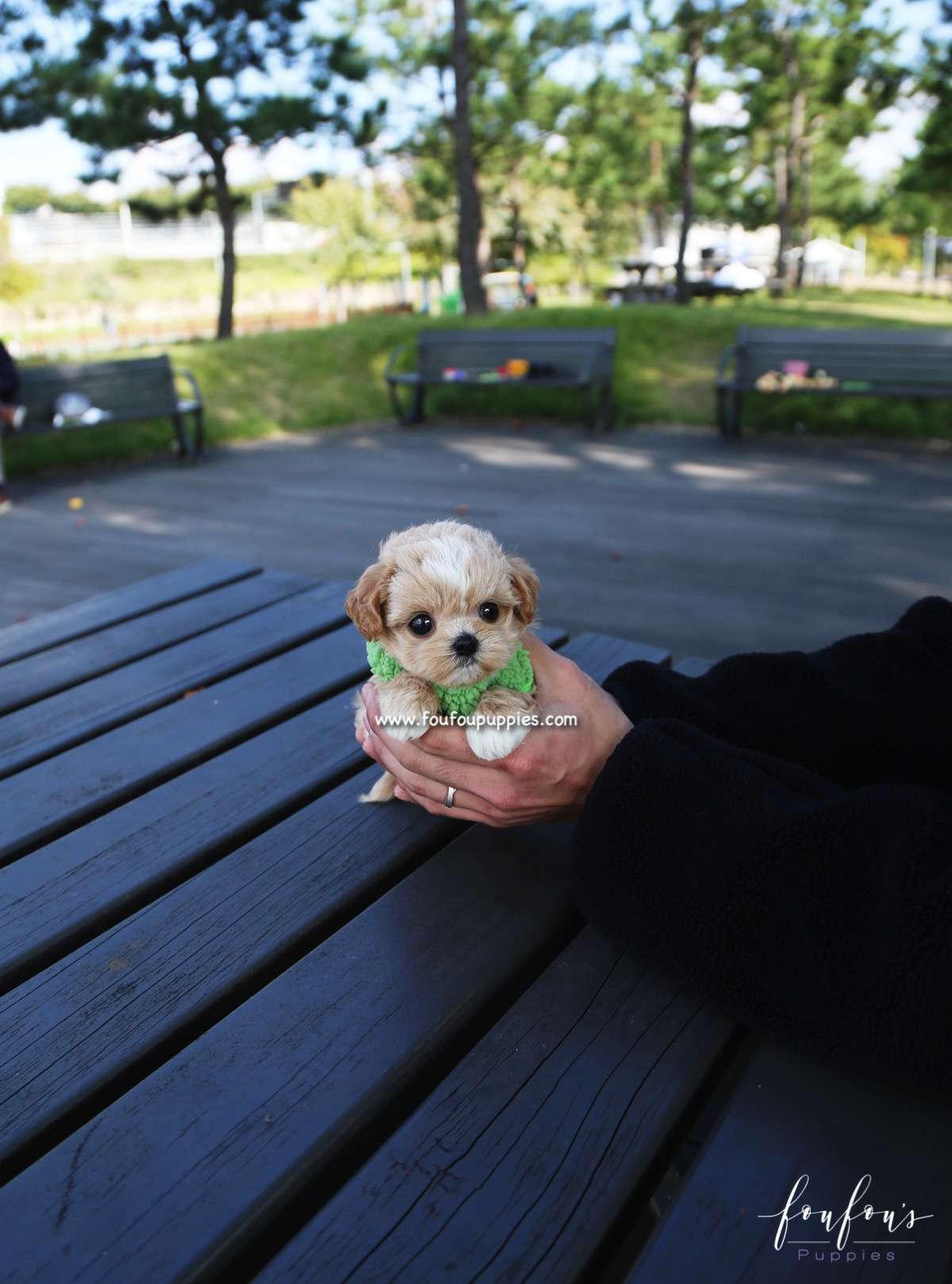Marilyn - Maltipoo F.