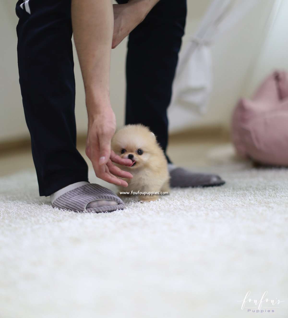 Creme Caramel - Pomeranian M.