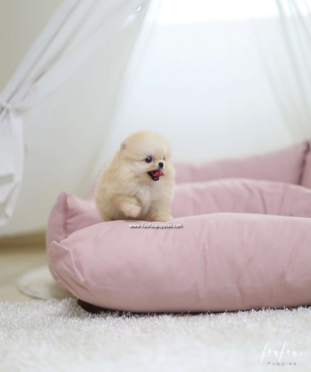Creme Caramel - Pomeranian M.