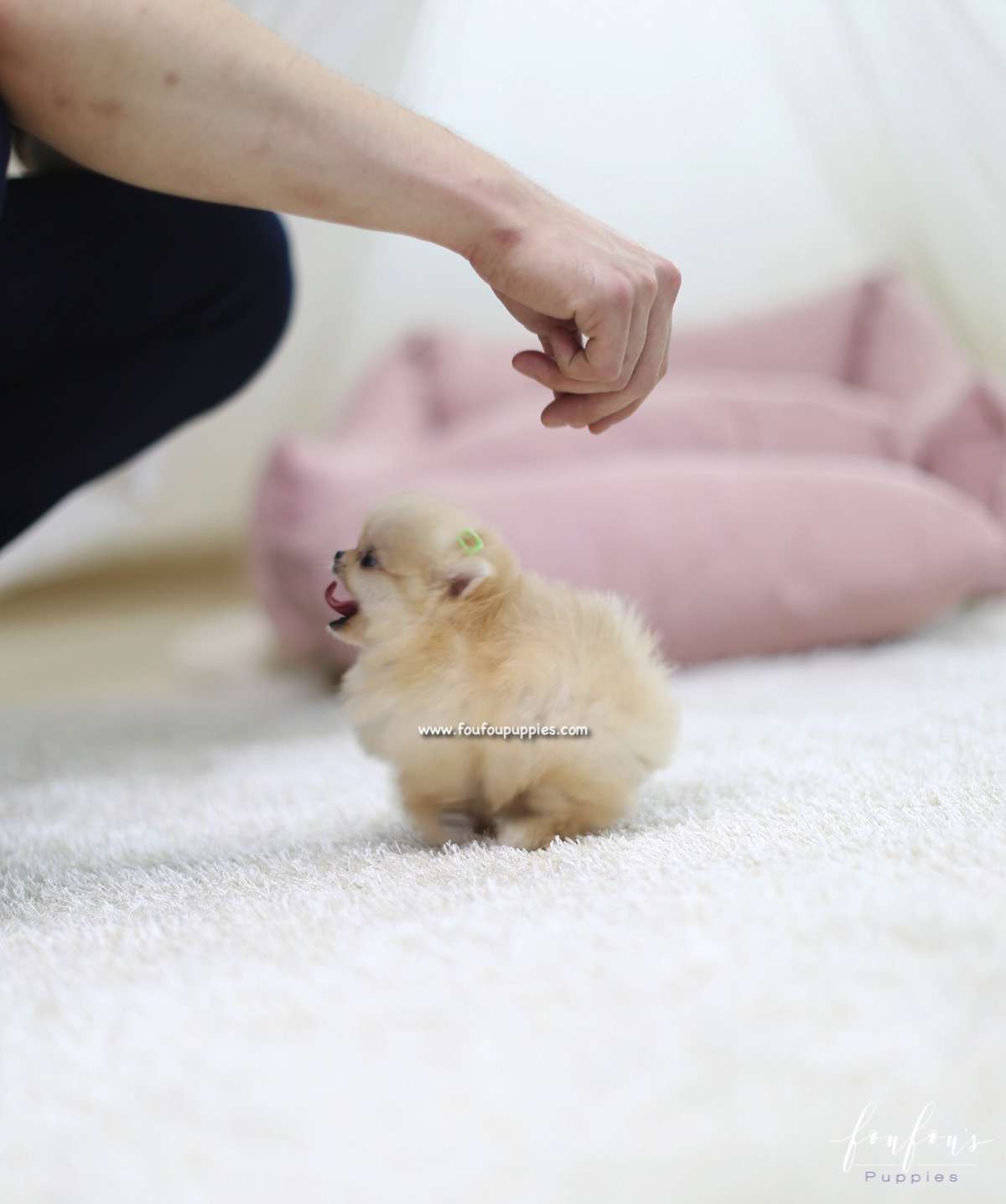 Creme Caramel - Pomeranian M.