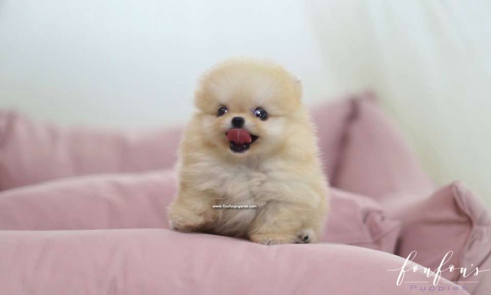 Creme Caramel - Pomeranian M.