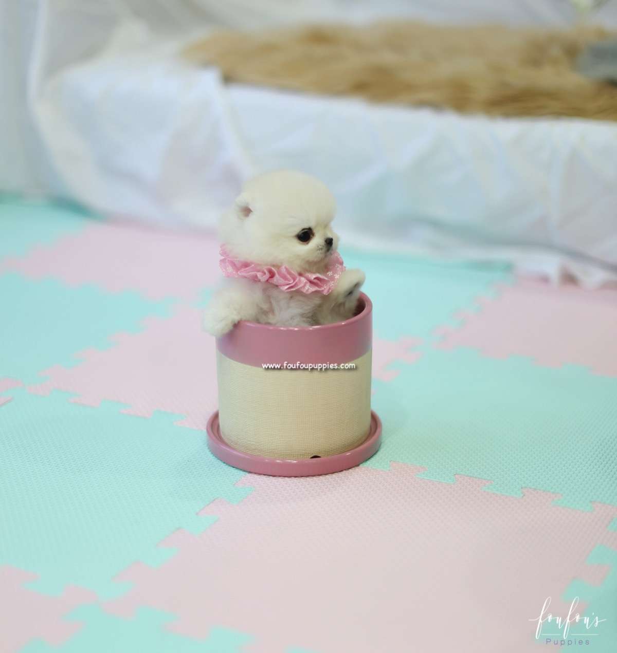 Jolie - Pomeranian F.