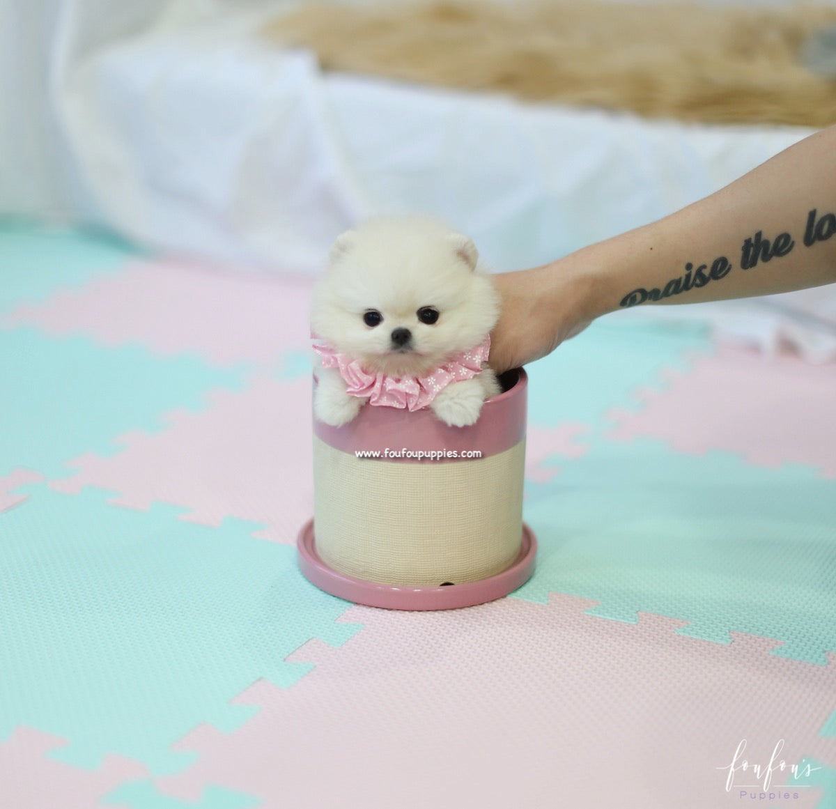 Jolie - Pomeranian F.