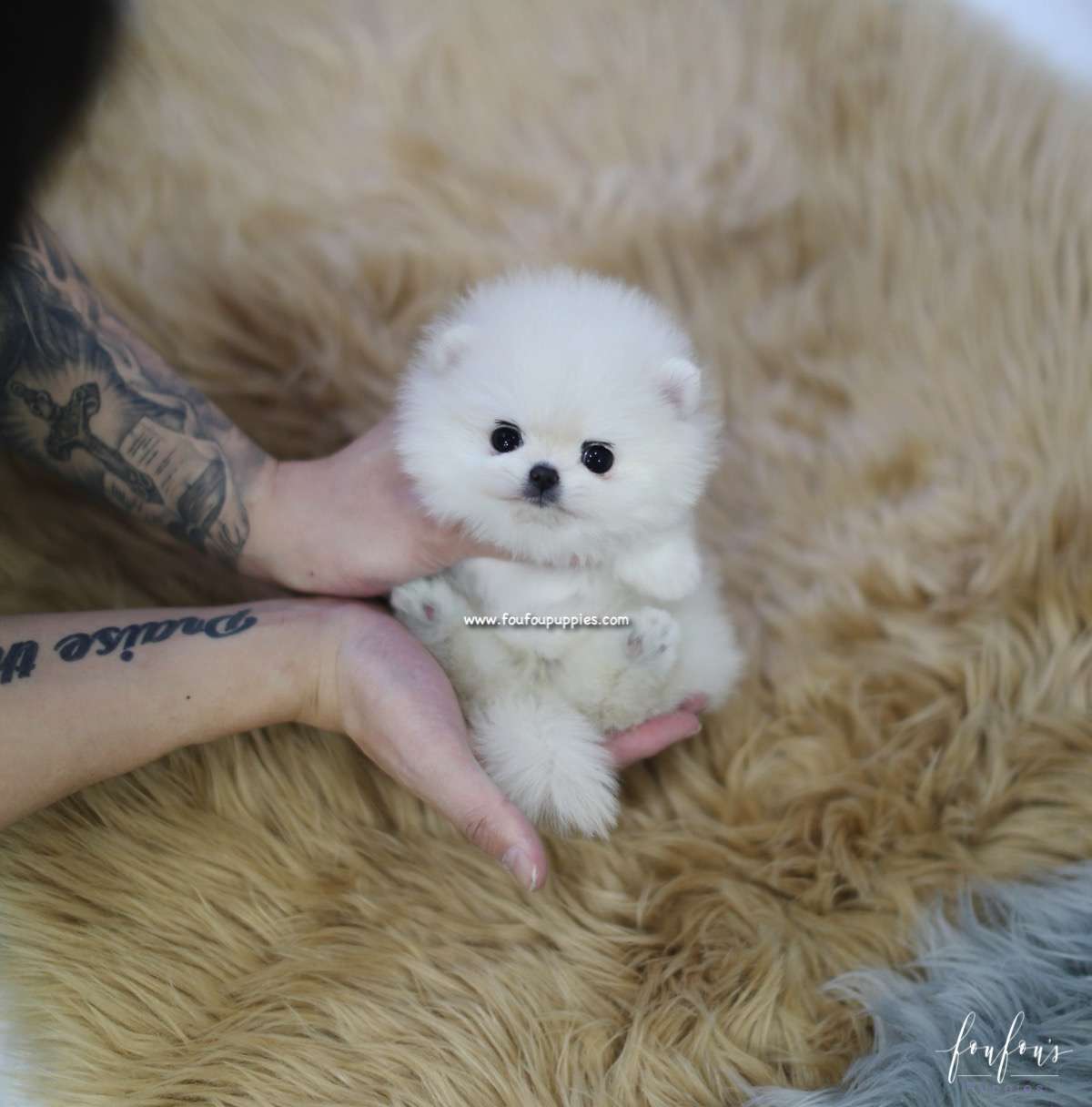 Jolie - Pomeranian F.