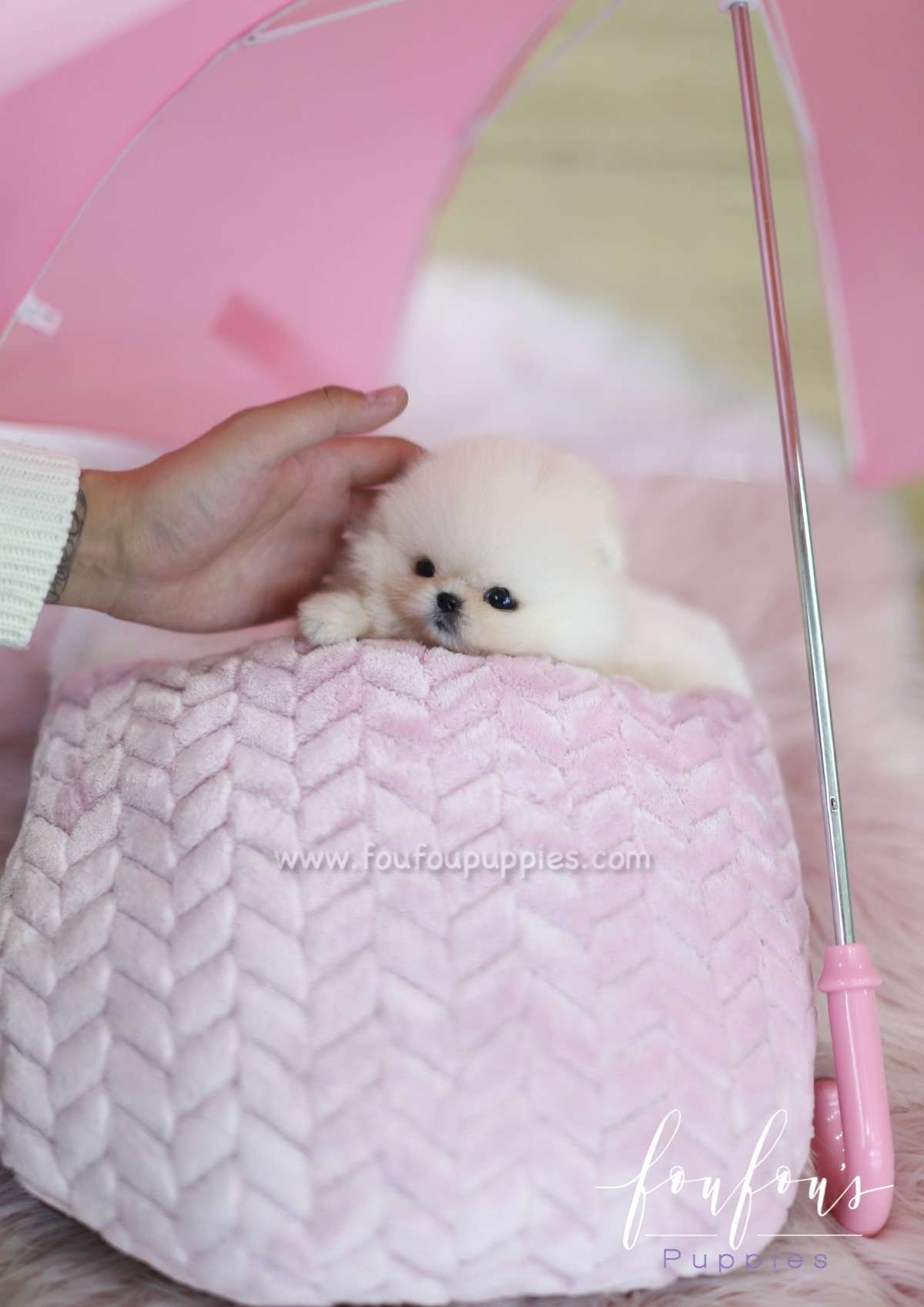 Dior - Pomeranian F.