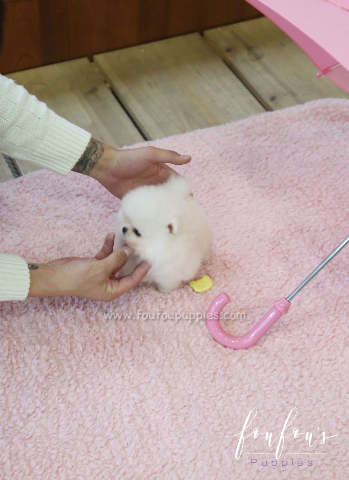 Dior - Pomeranian F.