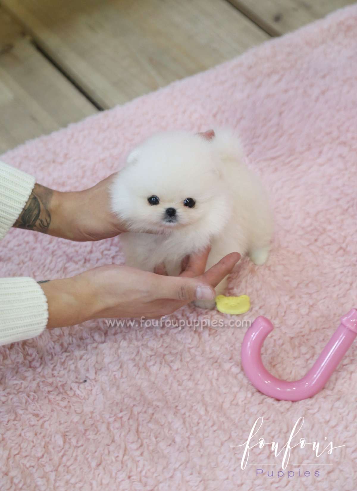 Dior - Pomeranian F.