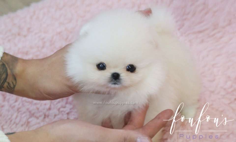 Dior - Pomeranian F.