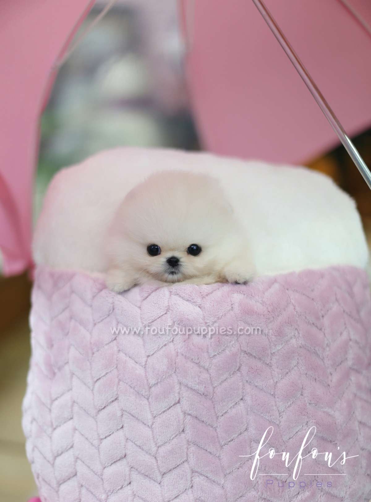 Dior - Pomeranian F.