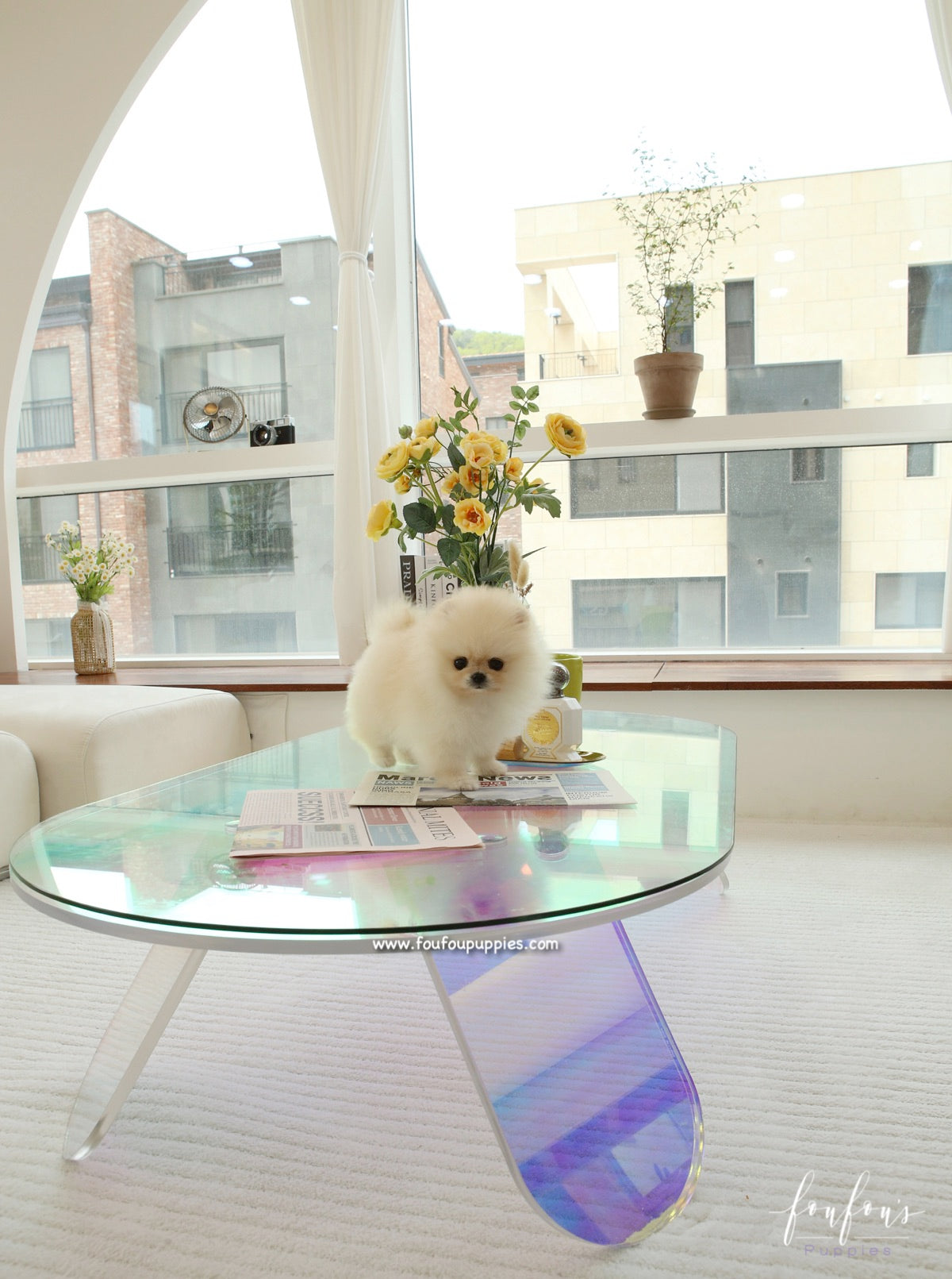 Miele - Pomeranian F.