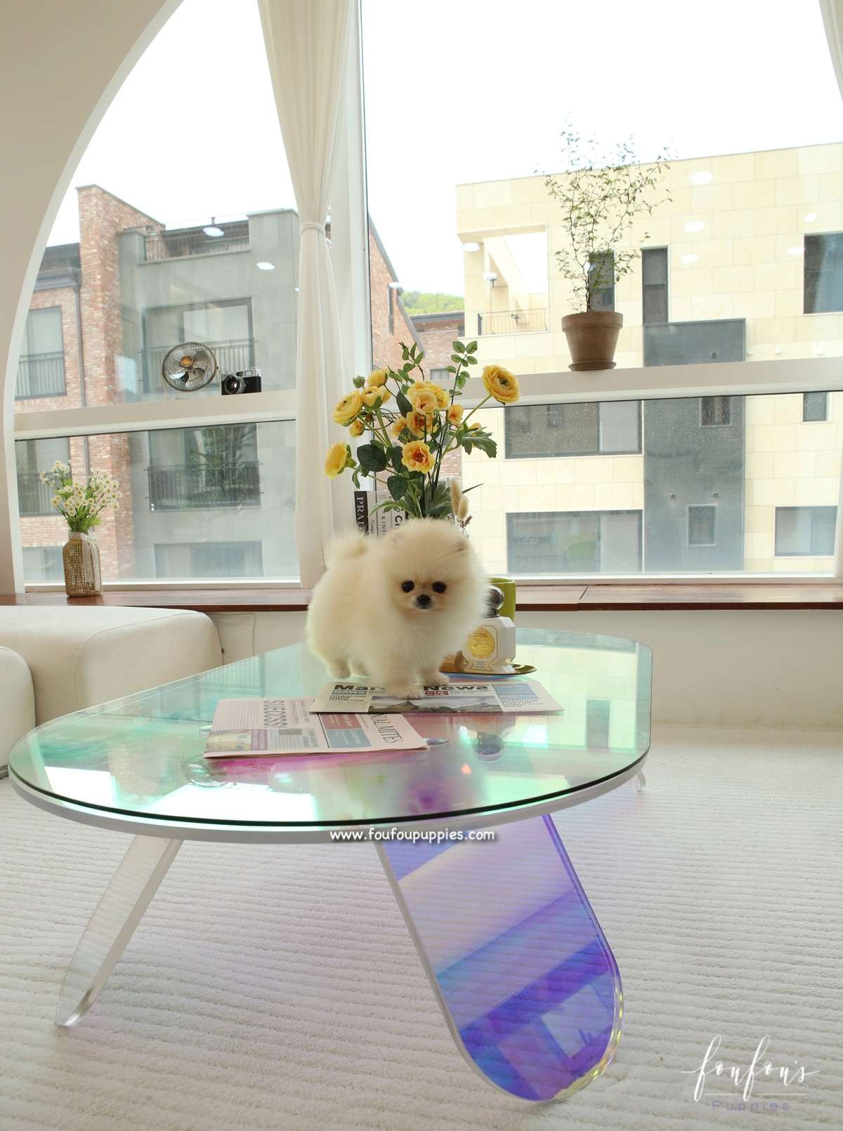 Miele - Pomeranian F.