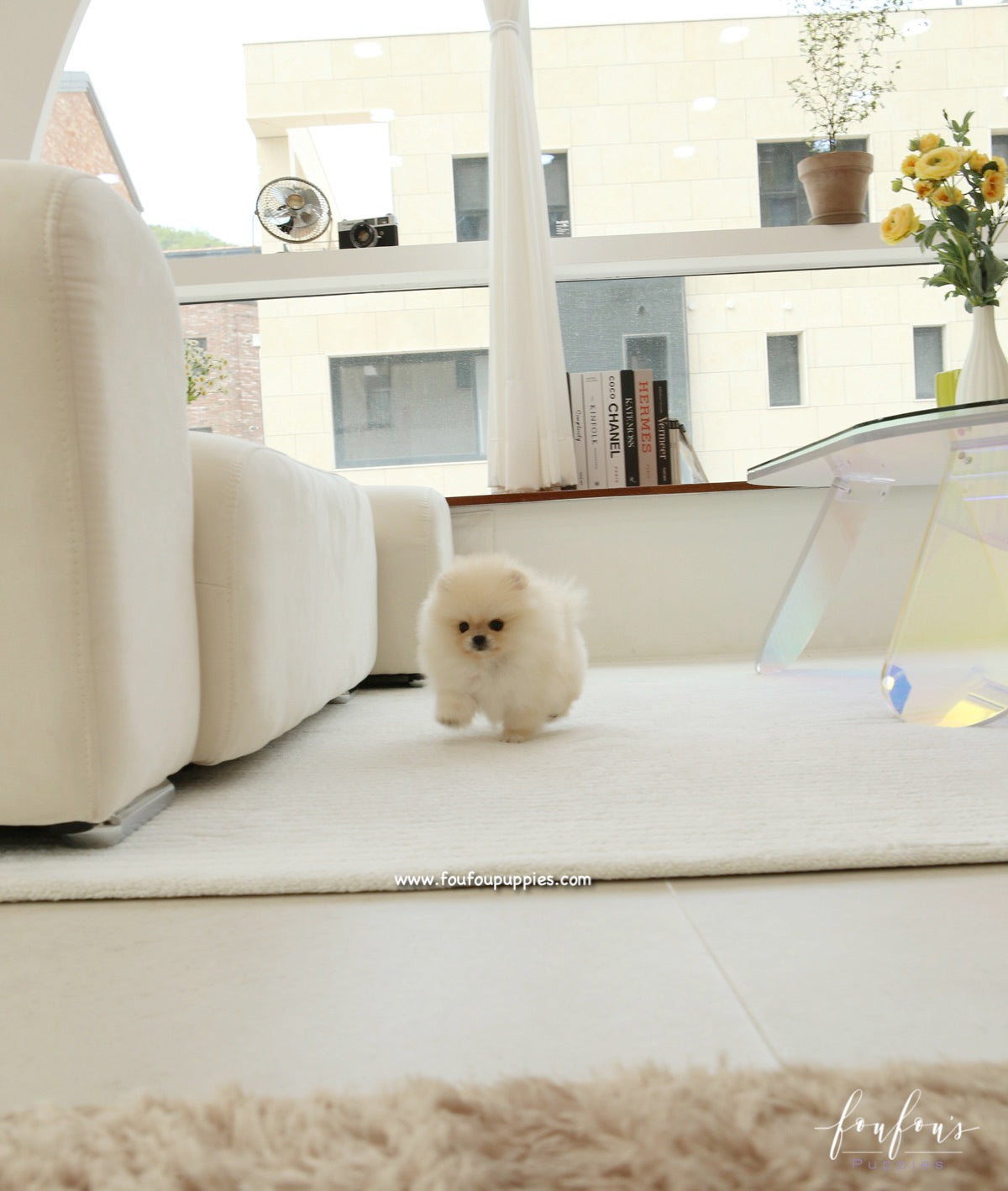Miele - Pomeranian F.