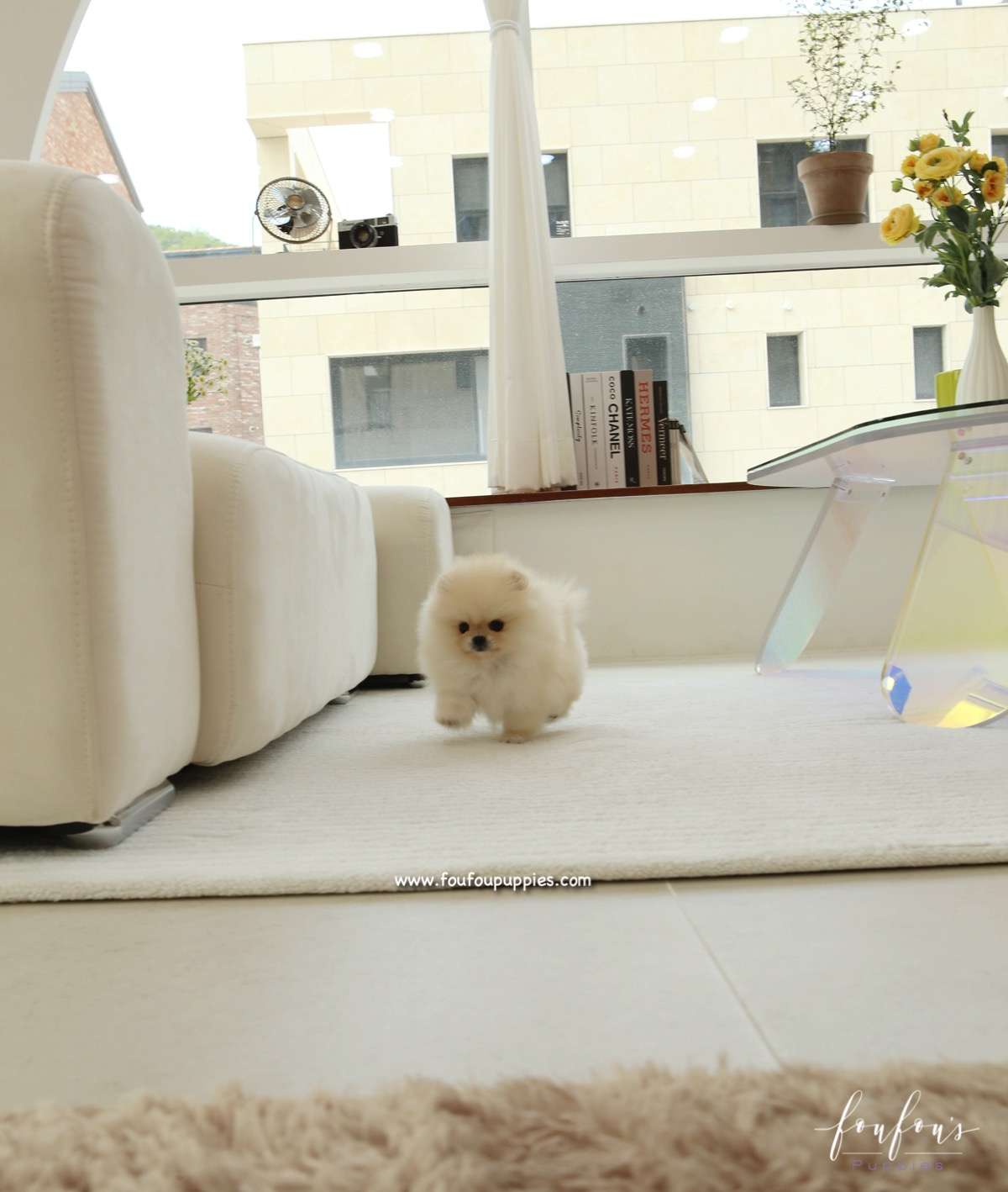 Miele - Pomeranian F.