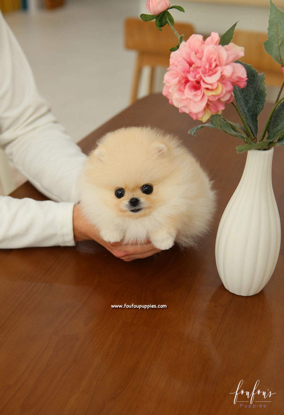 Miele - Pomeranian F.