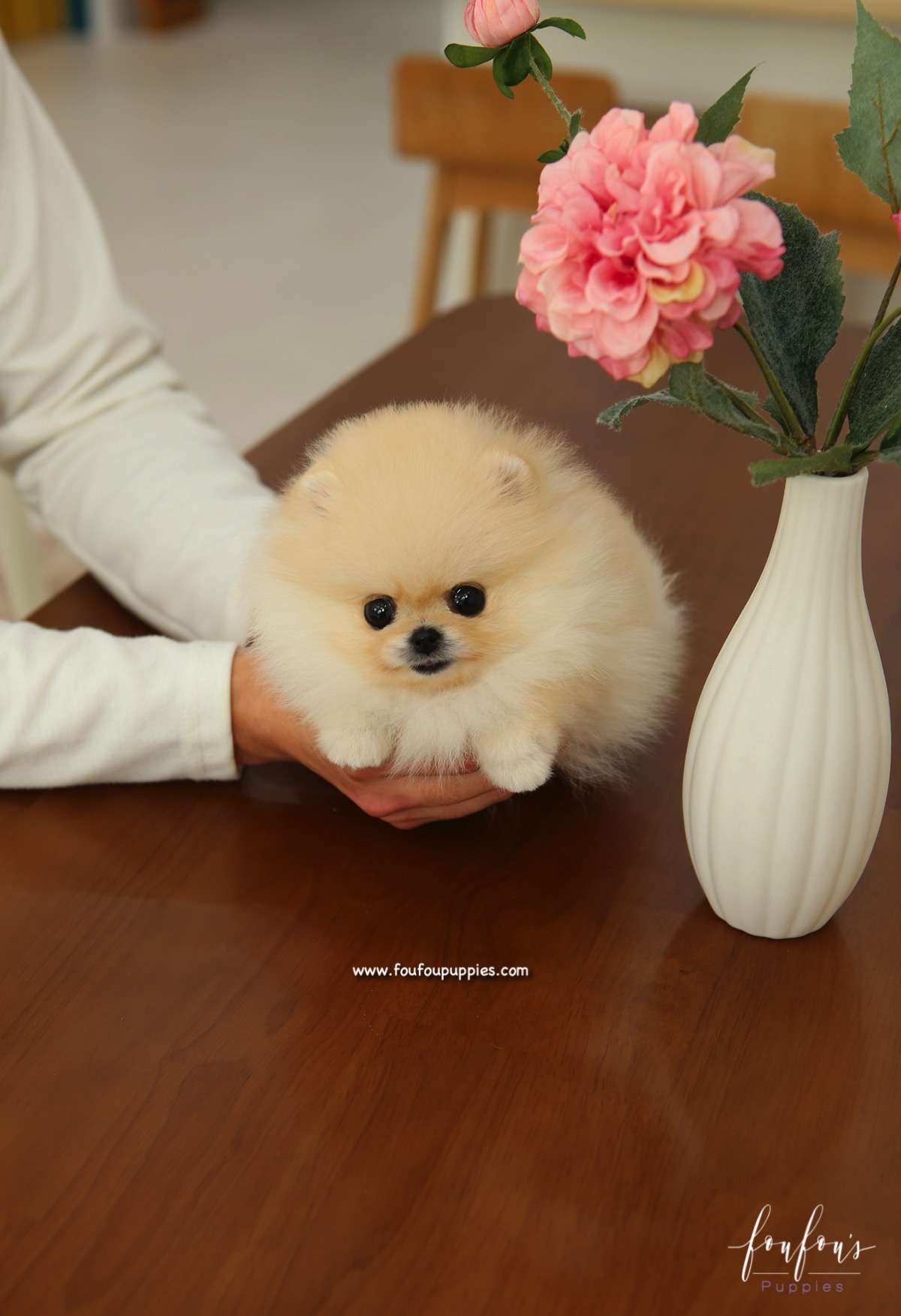 Miele - Pomeranian F.