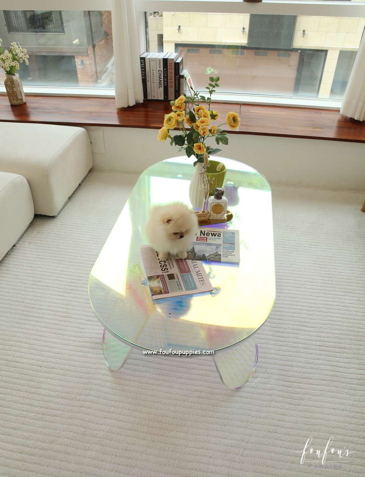Miele - Pomeranian F.