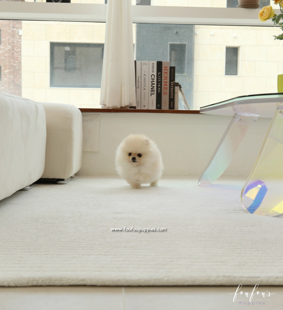 Miele - Pomeranian F.