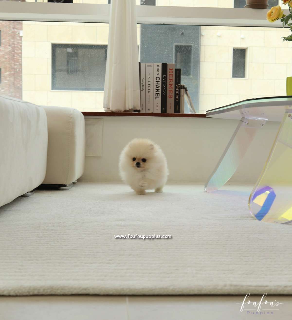 Miele - Pomeranian F.