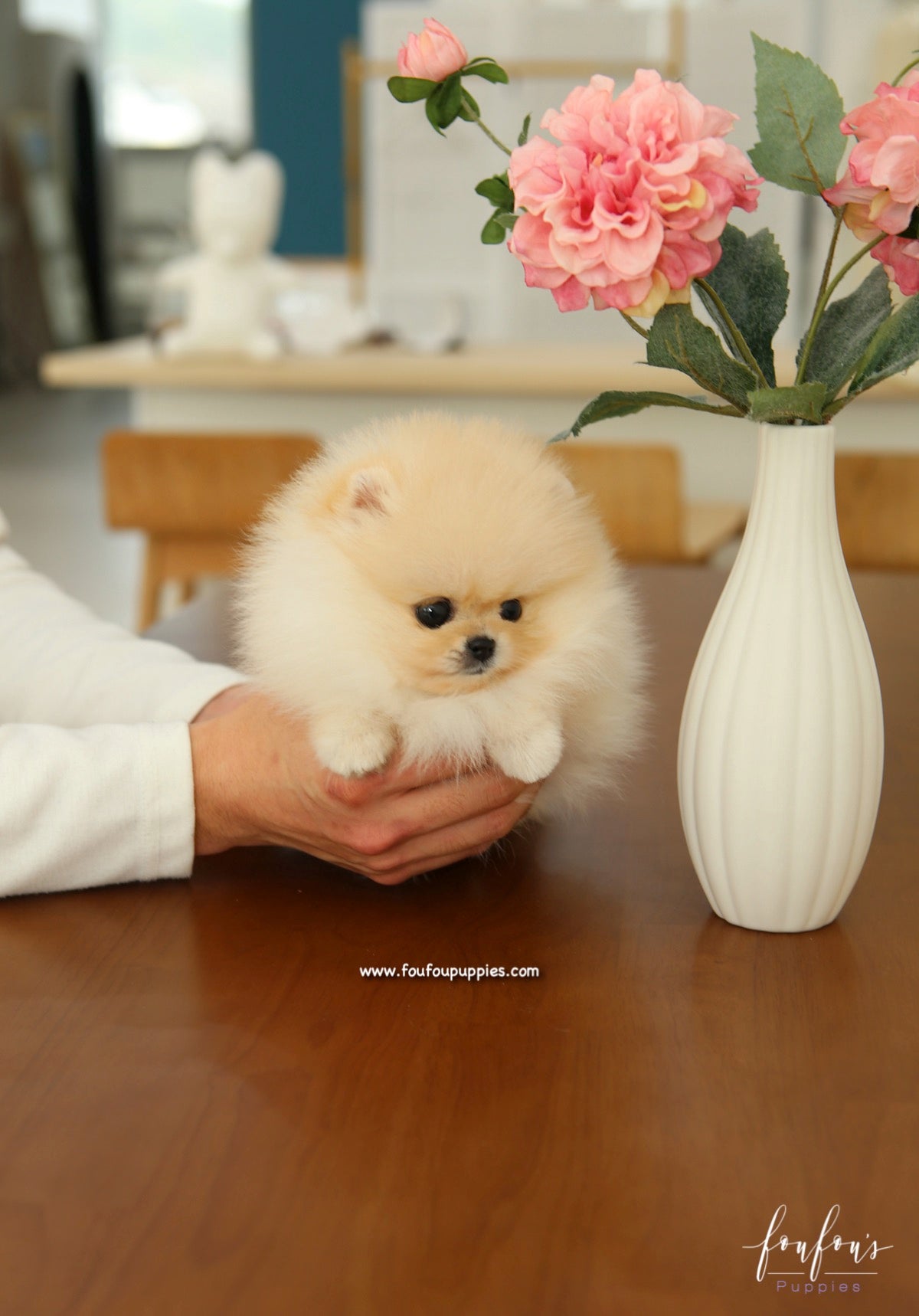 Miele - Pomeranian F.