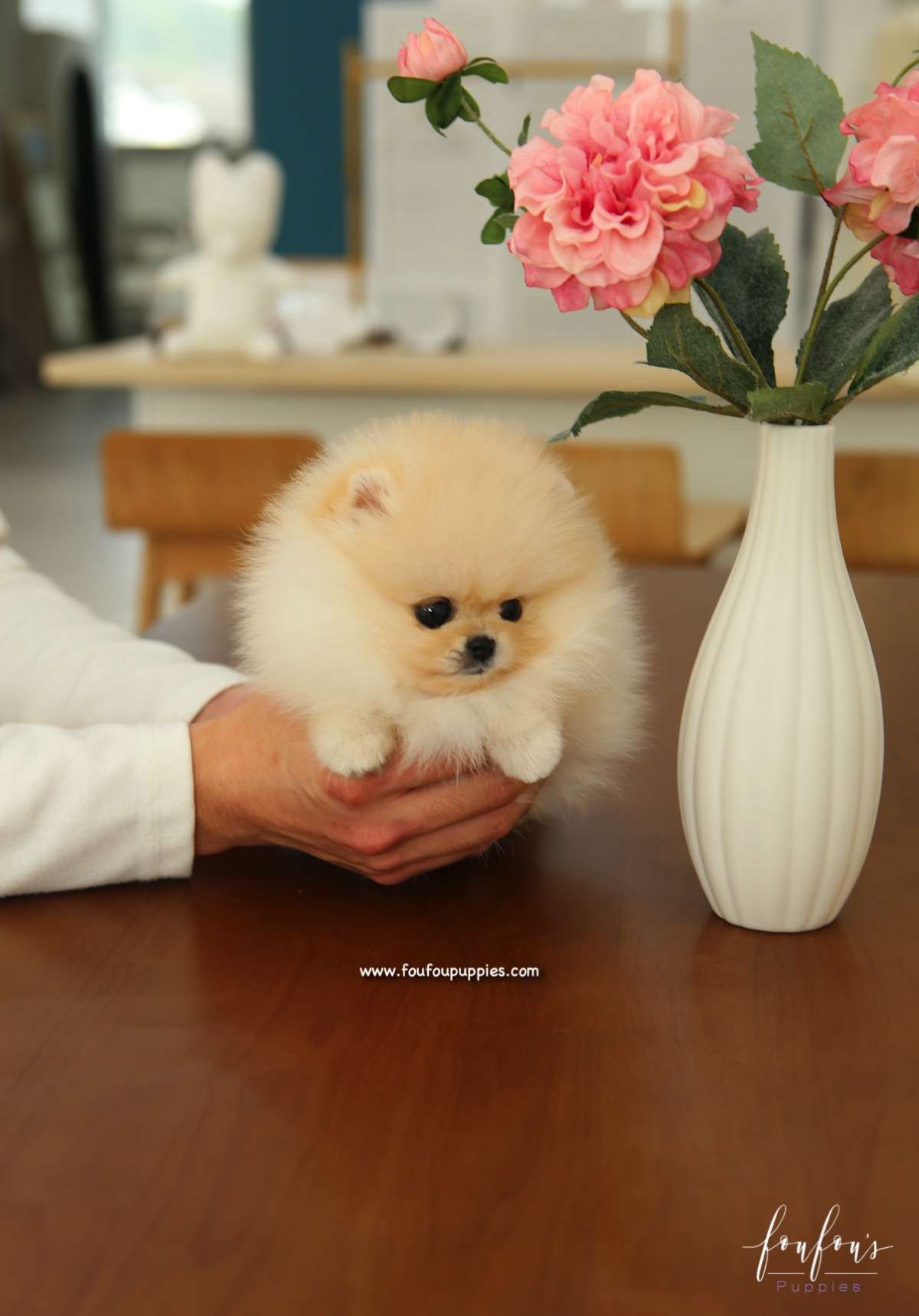 Miele - Pomeranian F.