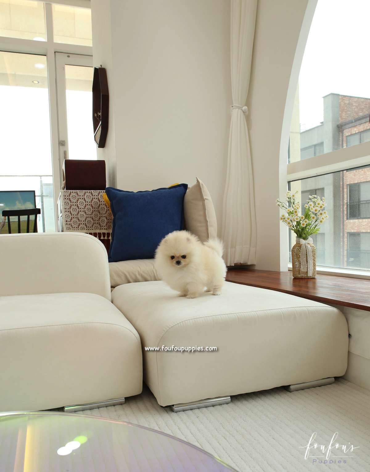 Miele - Pomeranian F.