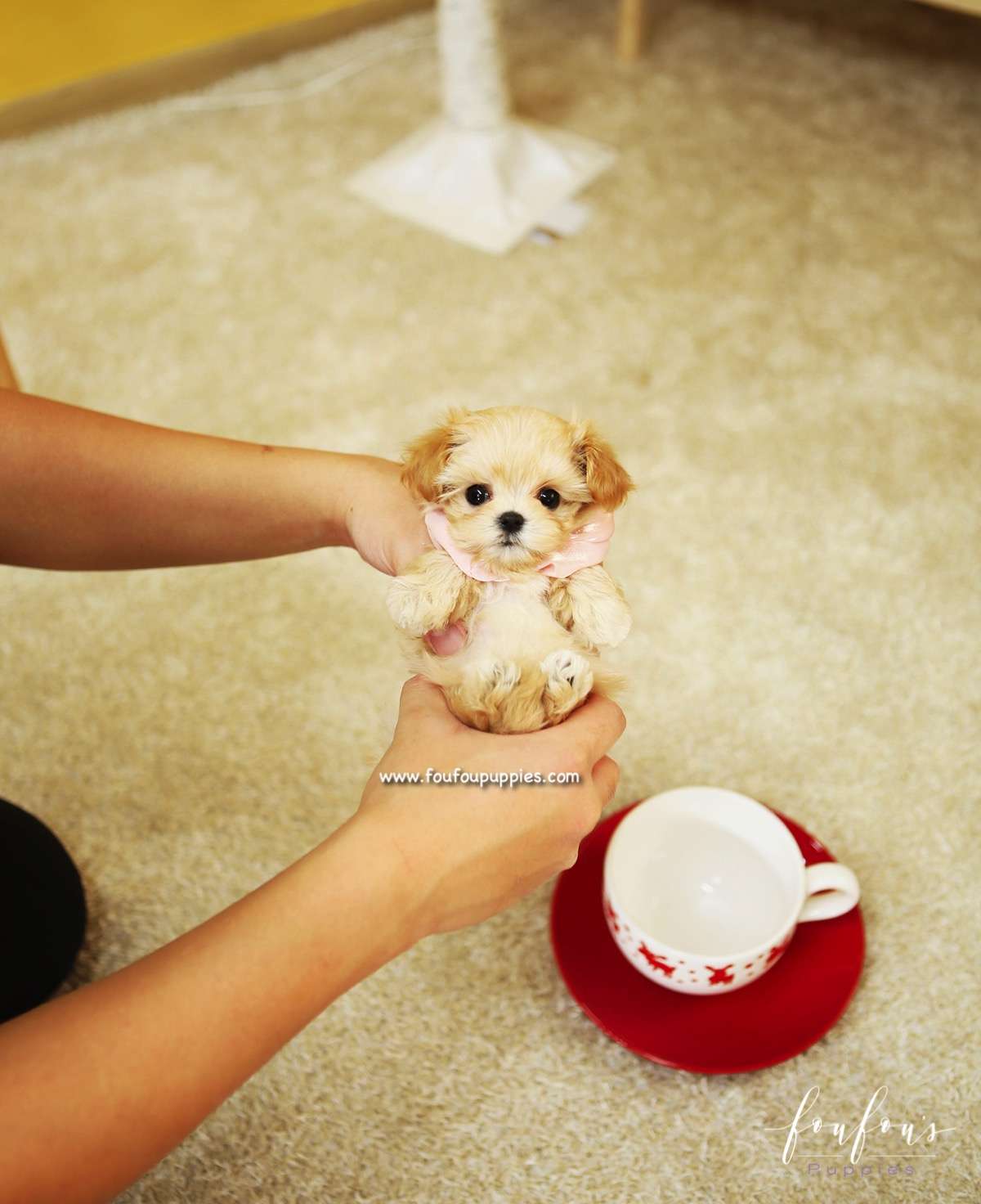Mika - Maltipoo F.