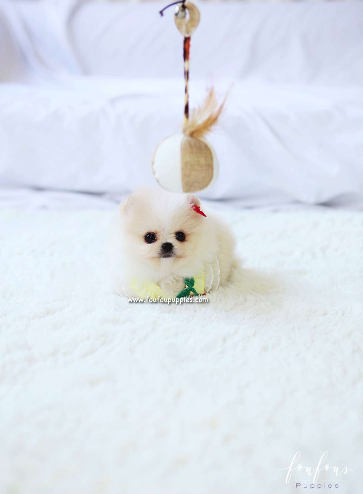 Miko - Pomeranian M.