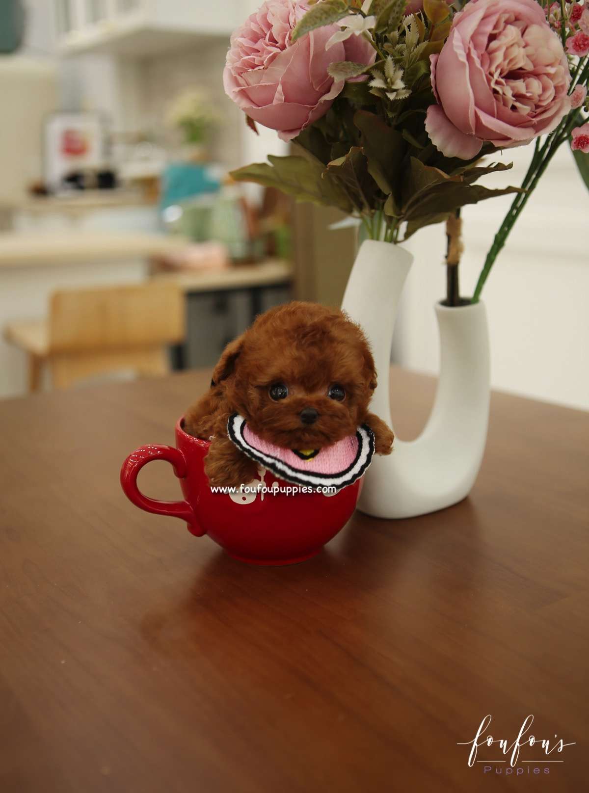 Miko - Poodle M.