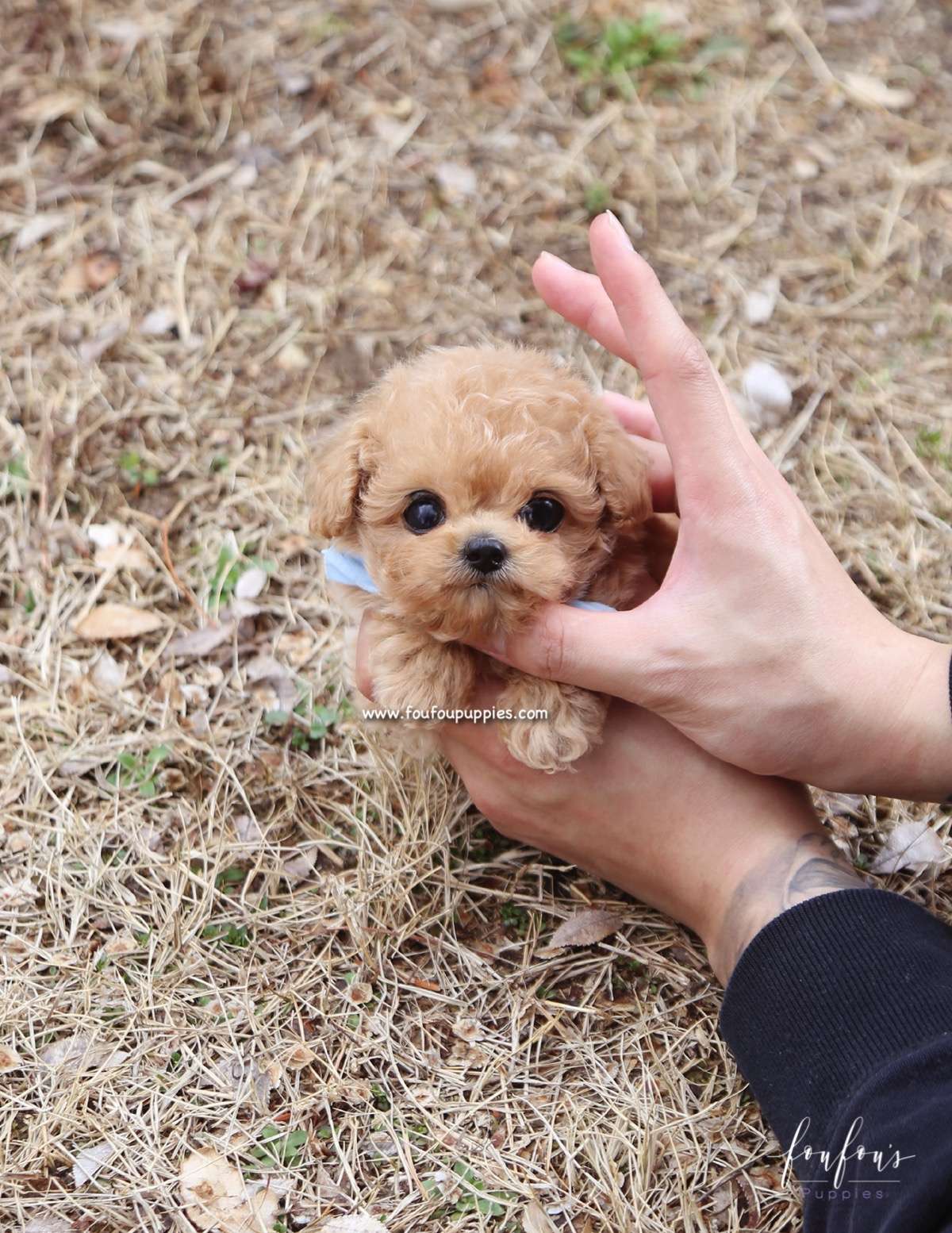 Meeko - Poodle M.