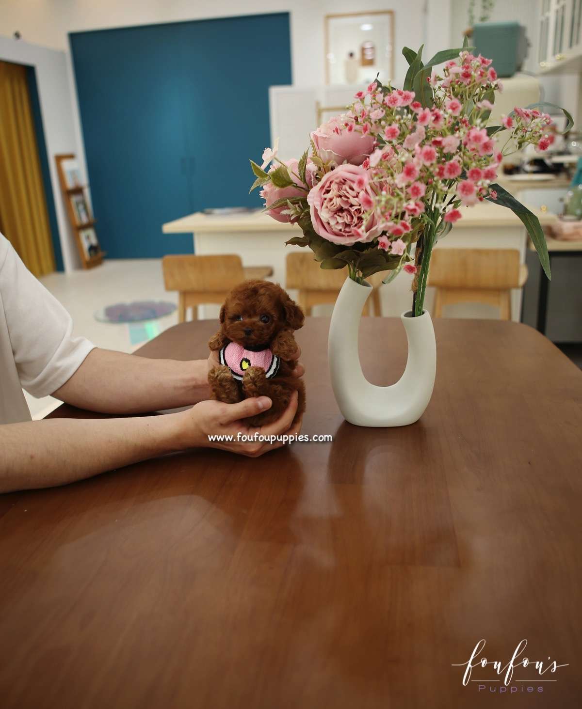 Miko - Poodle M.