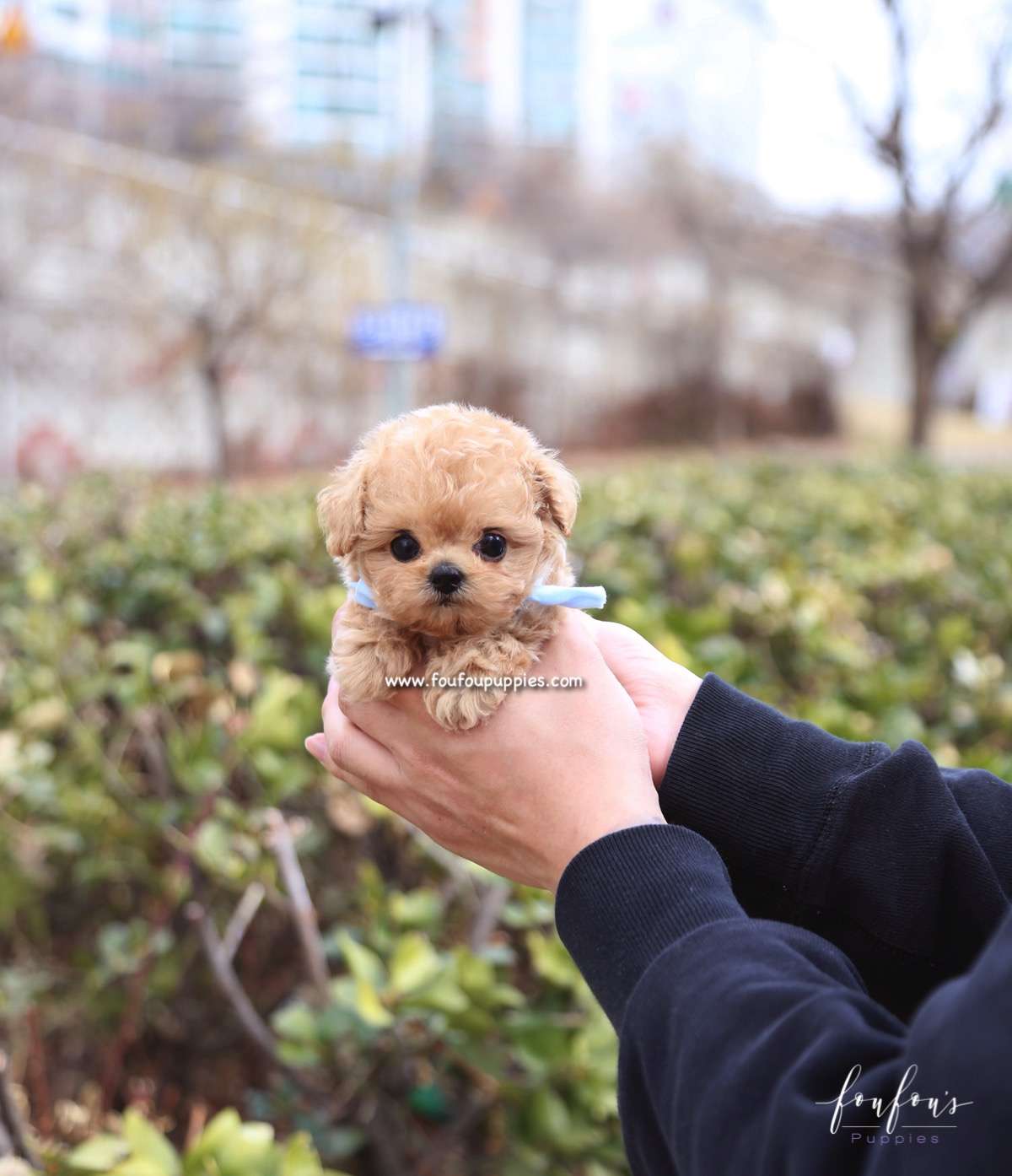 Meeko - Poodle M.