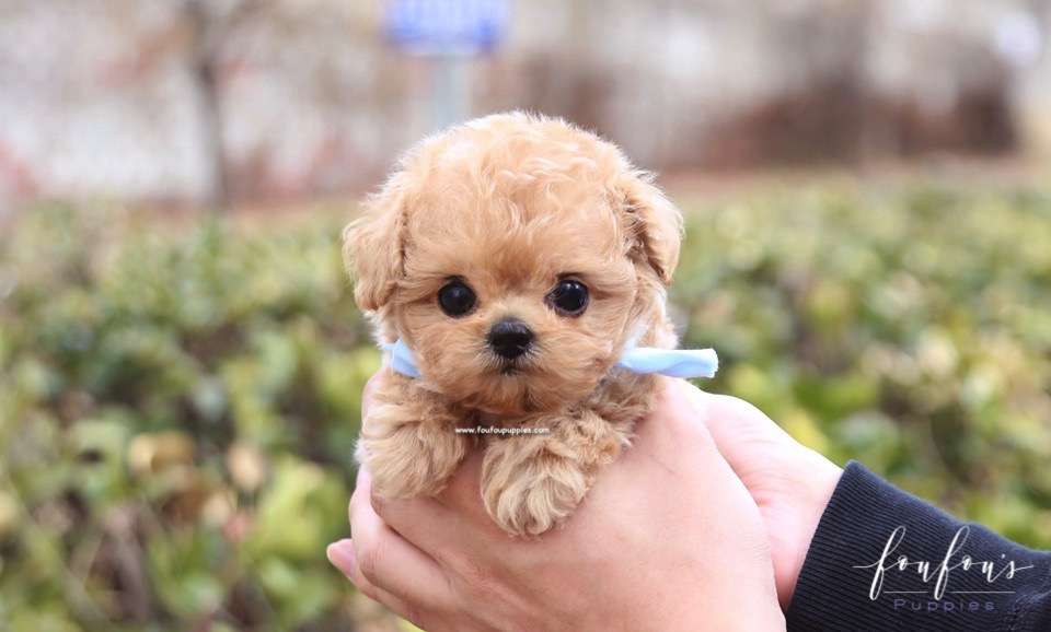 Meeko - Poodle M.